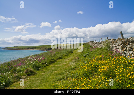 dh Scapa Flow footpath SCAPA BAY ORKNEY Wildflower buttercups Red campion coastal access uk coast walk scotland path Stock Photo