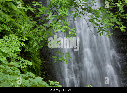 Falling Foss waterfall in Sneaton Forest in the North Yorkshire Dales Stock Photo