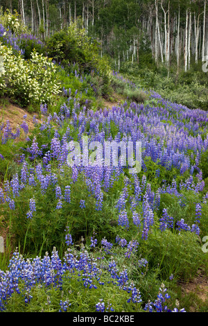 Lupin near Kebler Pass 9980 West Elk Mountains Ruby Range Gunnison National Forest Colorado USA Stock Photo