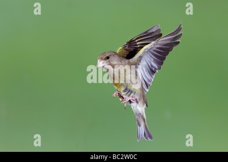 Greenfinch Carduelis chloris in flight Stock Photo