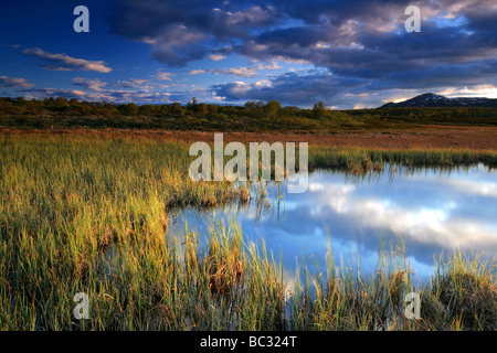 Last evening light at Fokstumyra nature reserve at Dovrefjell, Dovre kommune, Norway. Stock Photo