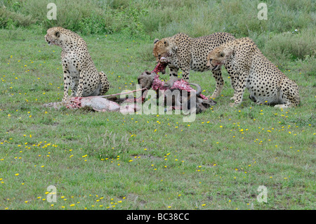Stock photo of the three cheetah brothers feeding on a wildebeest carcass, Ndutu, Tanzania, 2009. Stock Photo