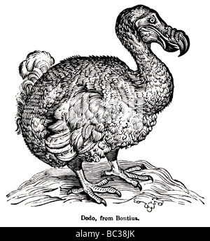 The Dodo Victorian illustration of the flightless bird didus ineptus ...