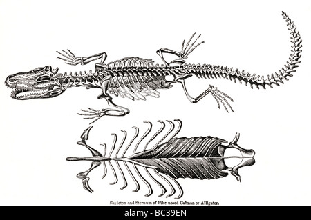 skeleton and sternum of pike nosed caiman or alligator Stock Photo