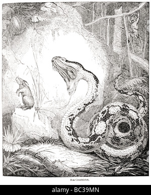 Victorian engraving of a Boa constrictor snake attacking a wild boar ...