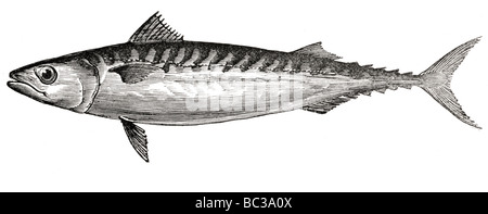 mackerel Stock Photo