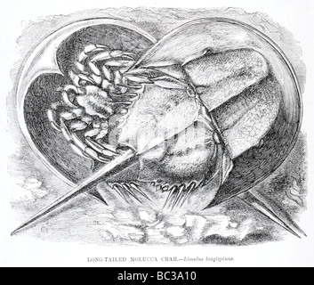 long tailed molucca crab limulus longispinus Stock Photo