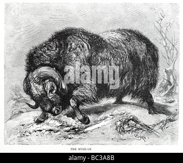 the musk ox Stock Photo