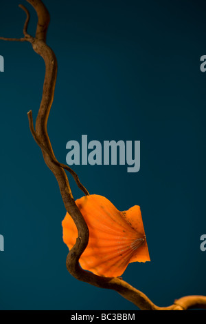 orange shell at dry root Stock Photo - Alamy