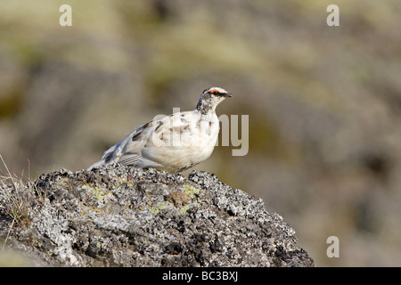 Male Rock Ptarmigan Stock Photo