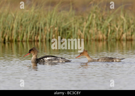 Pair of Red-breasted Merganser Stock Photo
