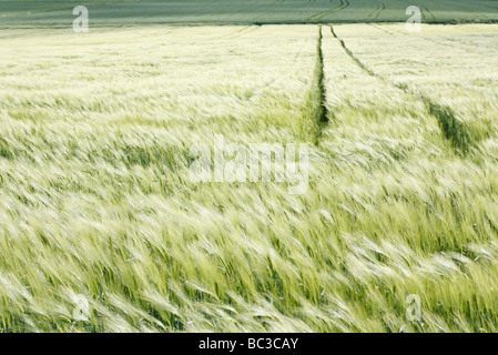 Remote oat field Stock Photo