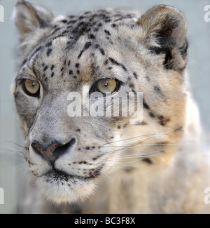 Amur Leopard in black and white with coloured eyes Stock Photo - Alamy