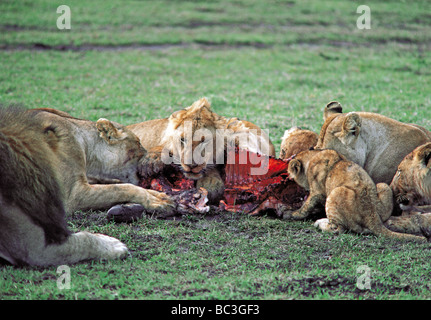 Lion pride of lioness cubs and male feeding on wildebeest carcass Masai Mara National Reserve Kenya East Africa Stock Photo