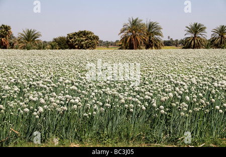 Nile River Egypt Farm Farmer agriculture field flowers Stock Photo