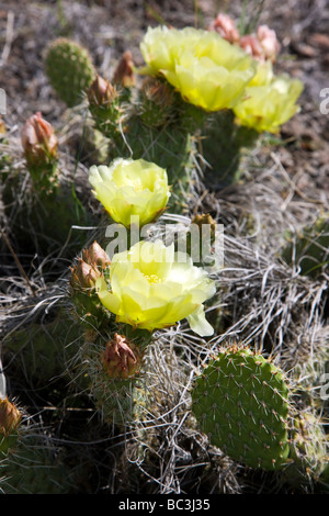 Prickly Pear Cactus Family Cactaceae with yellow blossoms growing on Tenderfoot Mountain Salida Colorado USA