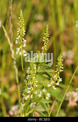 White Melilot (Melilotus albus) Stock Photo