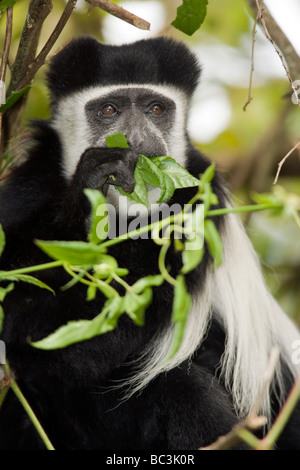 Black and white colobus monkey - Mount Kenya National Park, Kenya Stock Photo