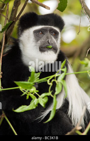 Black and white colobus monkey - Mount Kenya National Park, Kenya Stock Photo