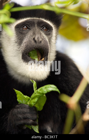 Black and white colobus monkey - Mount Kenya National Park, Kenya Stock Photo