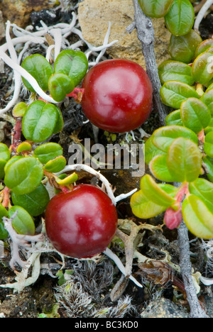 Common Bearberry or Kinnikinnick Arctostaphylos uva ursi