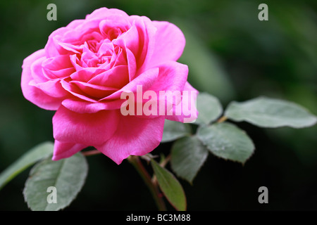 Beautifully fragrant pink Rose - Gertrude Jekyll Stock Photo