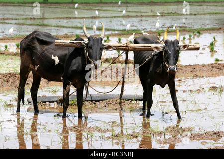 Indian Cattle In Rice Paddy Field, Kerala, India Stock Photo