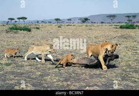 Lioness dragging freshly killed wildebeest with cubs following Masai Mara National Reserve Kenya East Africa Stock Photo