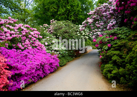 Exbury Ornamental Botanical Gardens in Hampshire, UK Stock Photo