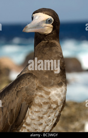 Brown Booby, Sula leucogaster - juvenile with immature plummage Stock Photo