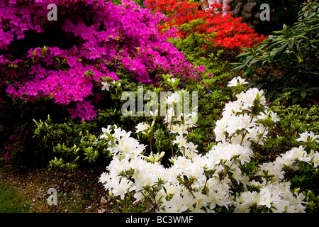 Exbury Ornamental Botanical Gardens in Hampshire, UK Stock Photo