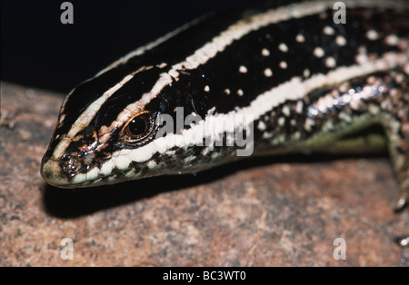 Borneo Tree Skink, Apterygodon vittatum. Also known as Striped Tree Skink Stock Photo