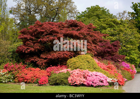 Exbury Ornamental Botanical Gardens in Hampshire, UK Stock Photo