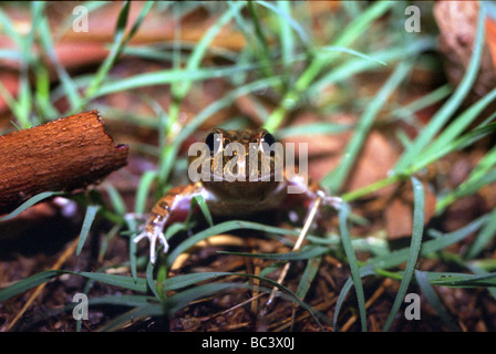 Striped Marsh Frog, Limnodynastes tasmaniensis Stock Photo