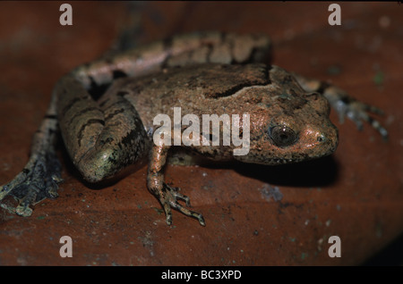 Berdmore's Narrow Mouthed Frog, Microhyla berdmorei Stock Photo