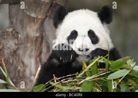 Young giant panda eating bamboo leaves in Chengdu, Sichuan province, P.R. China Stock Photo