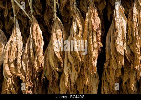 Dominican Republic - Centre - The Cibao - Tobacco Valley - Plantation - Drying leaves Stock Photo