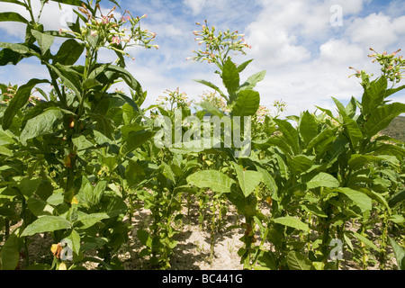 Dominican Republic - Centre - The Cibao - Tobacco Valley - Plantation - Fleur tobacco Stock Photo
