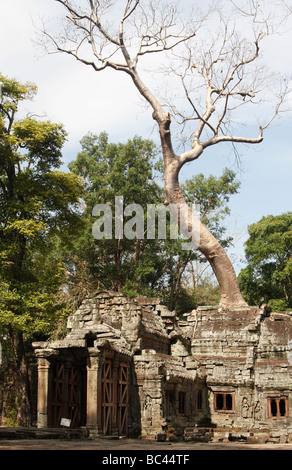 Tall Kapok tree growing over ancient temple building, 'Ta Prohm' ruins, Angkor, Cambodia Stock Photo
