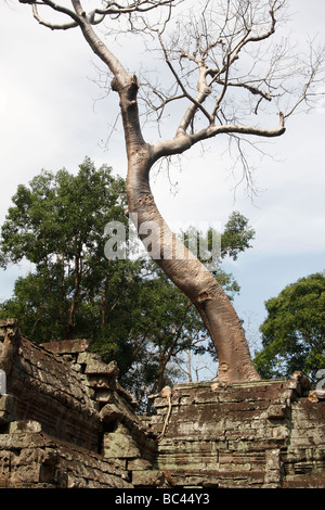 'Ta Prohm' ruins, tall Kapok tree growing over ancient temple building, Angkor, Cambodia Stock Photo