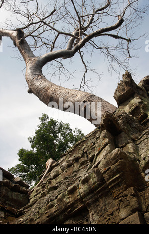 Kapok tree growing over 'Ta Prohm' ruins, Angkor, Cambodia Stock Photo