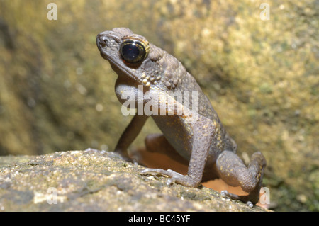 Brown Slender Toad Ansonia leptopus Stock Photo