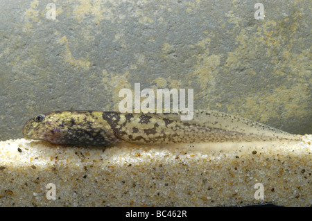Lowland Litter Frog tadpole Leptobrachium abbotti Stock Photo