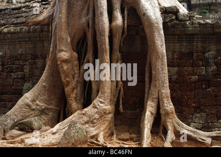 Huge tree roots growing over wall of 'Ta Prohm' temple ruins, Angkor, Cambodia Stock Photo