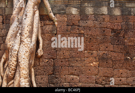 Tree roots growing down wall of 'Ta Prohm' temple ruins, Angkor, Cambodia Stock Photo