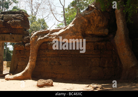 Kapok tree root growing over wall of 'Ta Prohm' temple ruins, Angkor, Cambodia Stock Photo