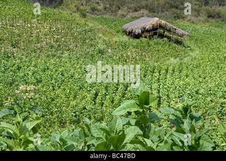 Dominican Republic - Centre - The Cibao - Tobacco Valley - Plantation Stock Photo