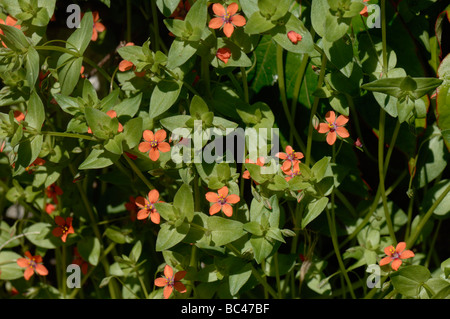Scarlet pimpernel Anagallis arvensis red flowers in summer Stock Photo