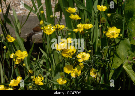 Greater spearwort Ranunculus lingua Grandiflora flowering in a garden pond Stock Photo
