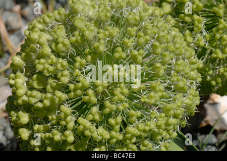 Ball like seedhead of Allium karataviense Stock Photo